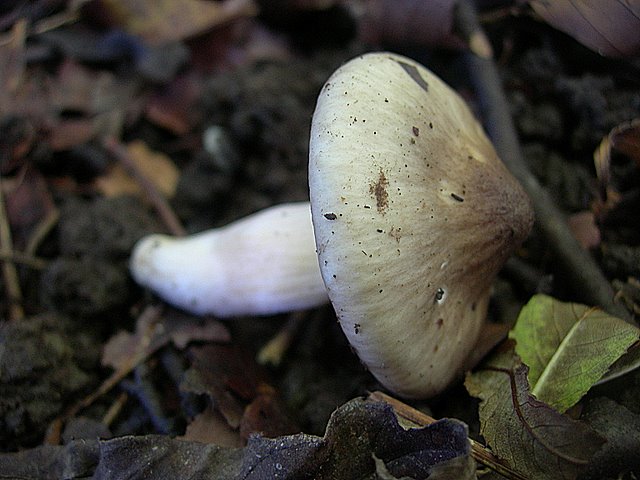 Hygrocybe  fornicata  (Fr.)   Singer